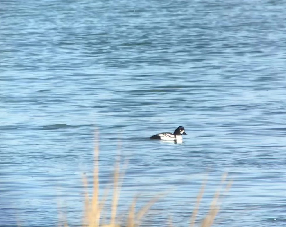 Barrow's Goldeneye - ML541601381