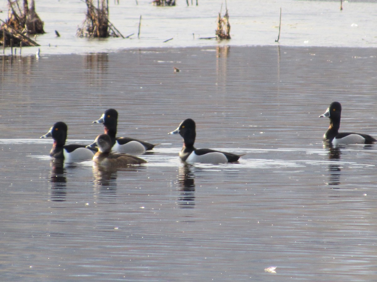 Ring-necked Duck - ML541601521