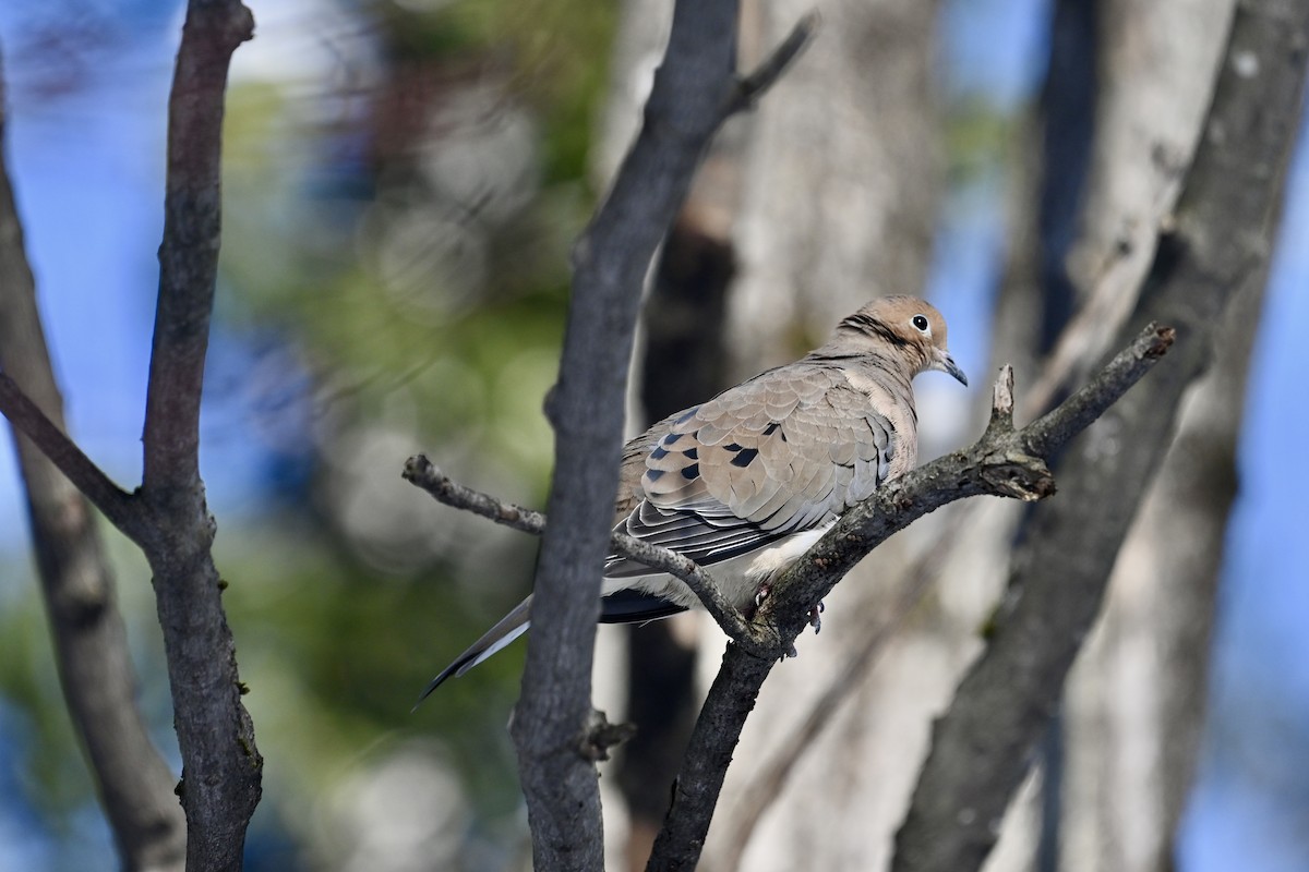 Mourning Dove - ML541601591