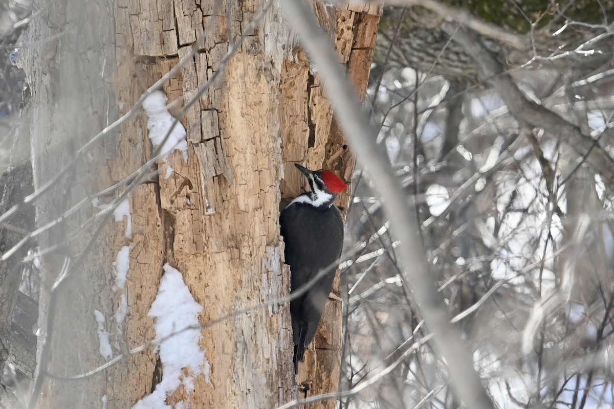 Pileated Woodpecker - ML541601681