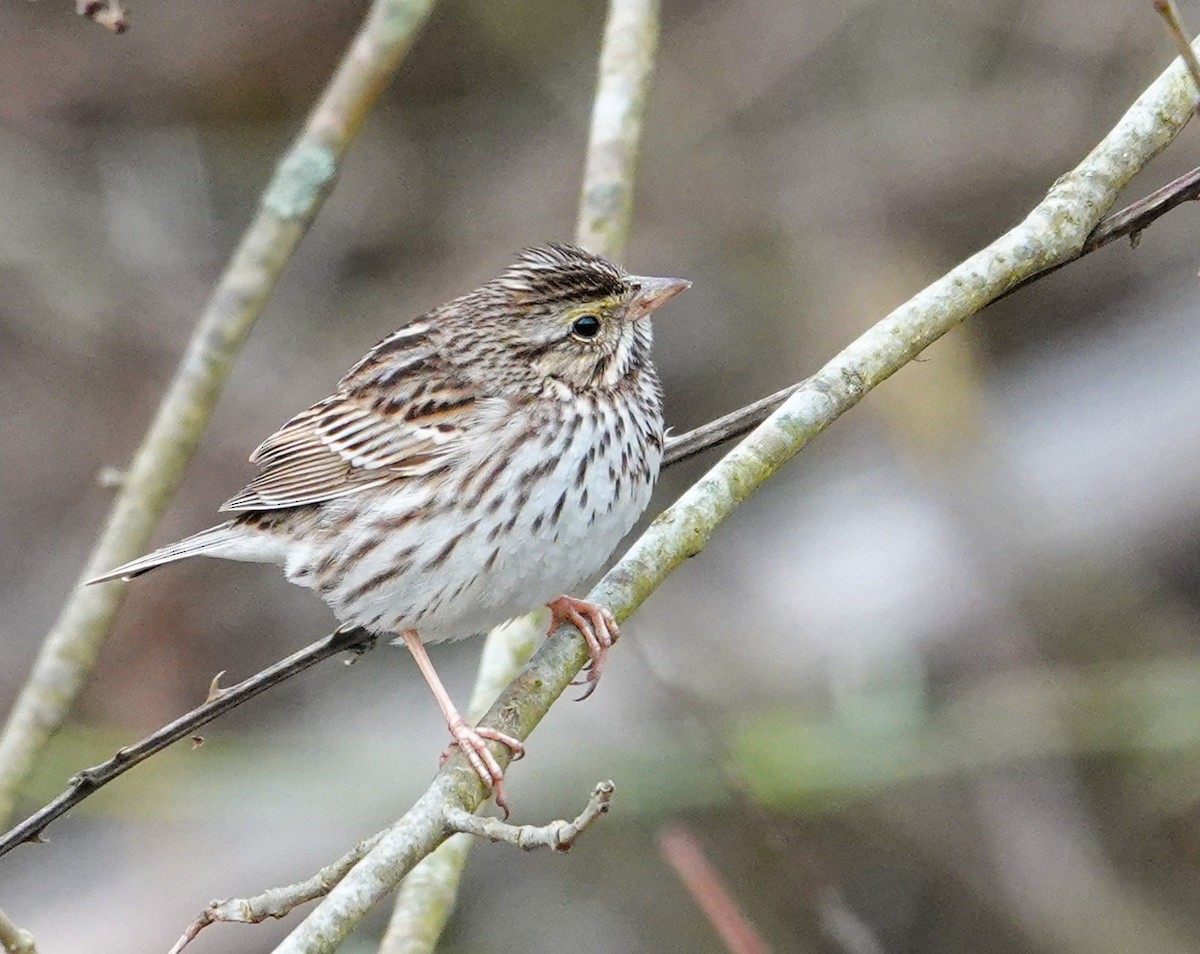 Savannah Sparrow - ML541601751