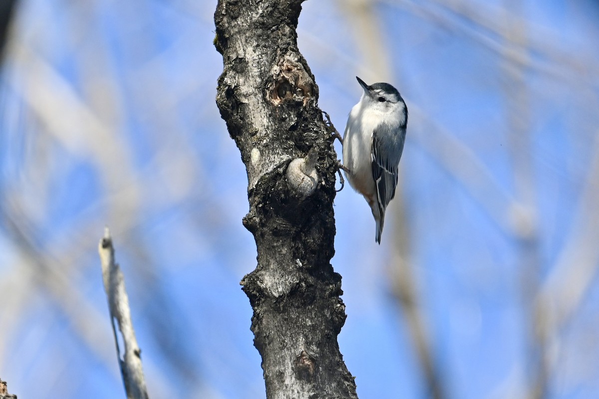 White-breasted Nuthatch - ML541601821