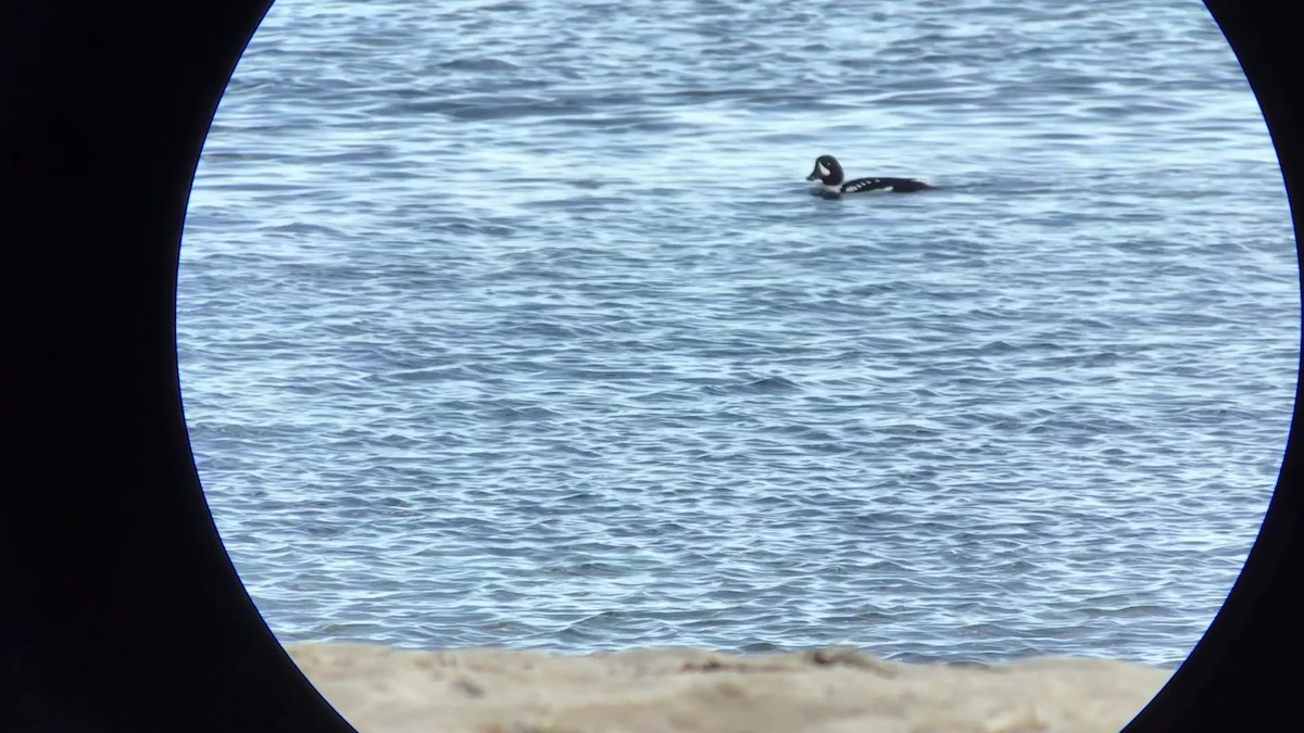 Barrow's Goldeneye - ML541601861