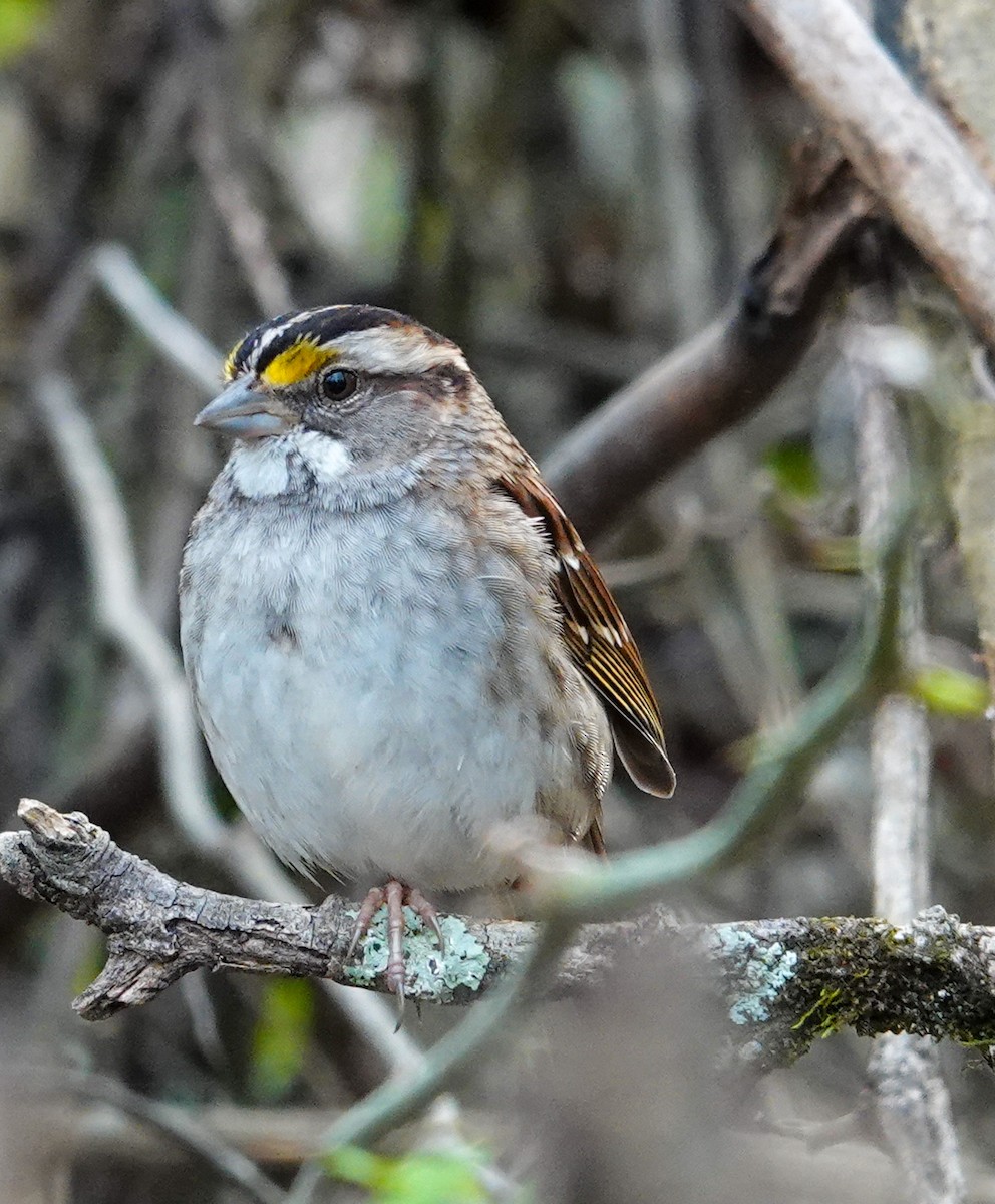 White-throated Sparrow - Anne Aultman