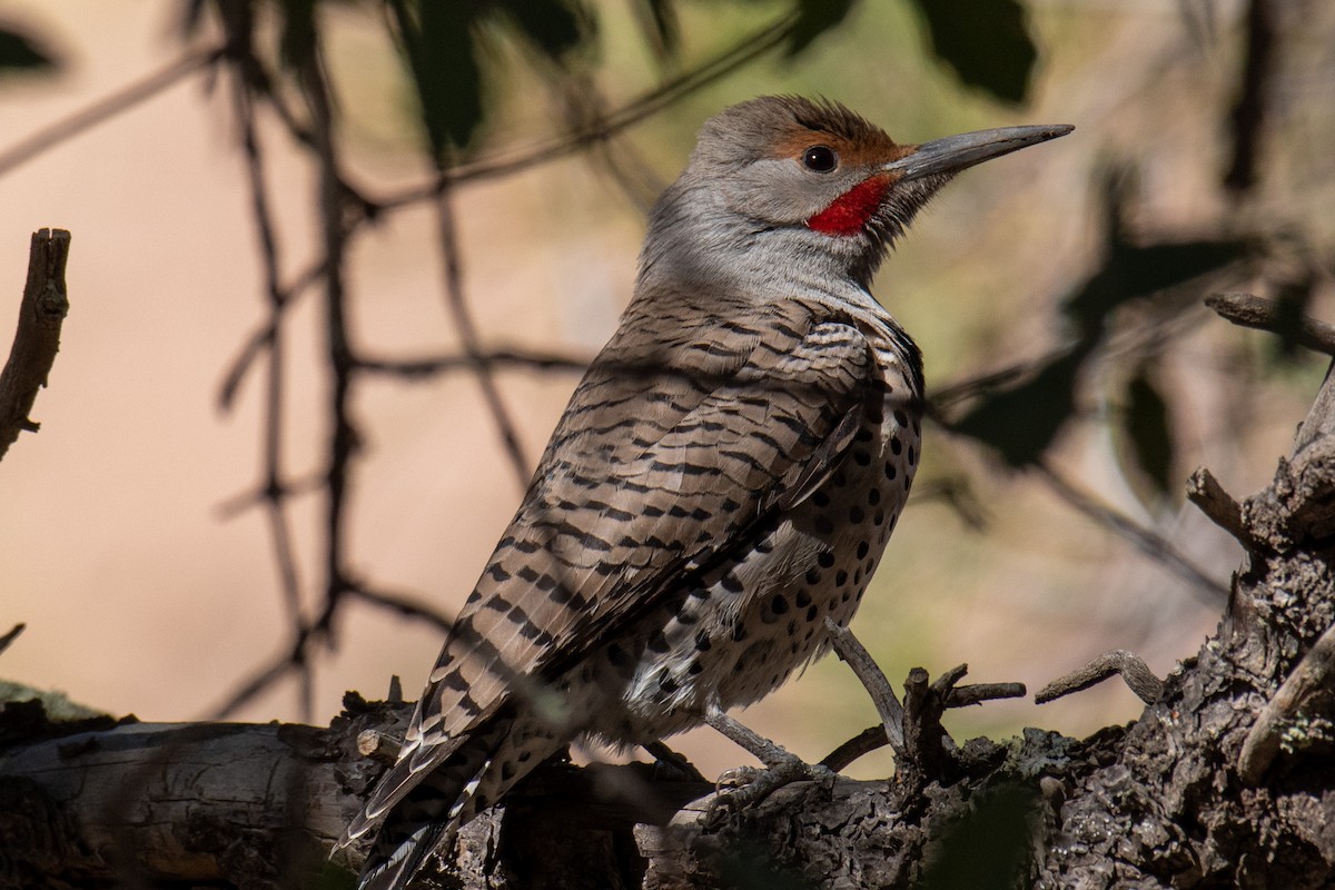Northern Flicker (Red-shafted) - ML541604661