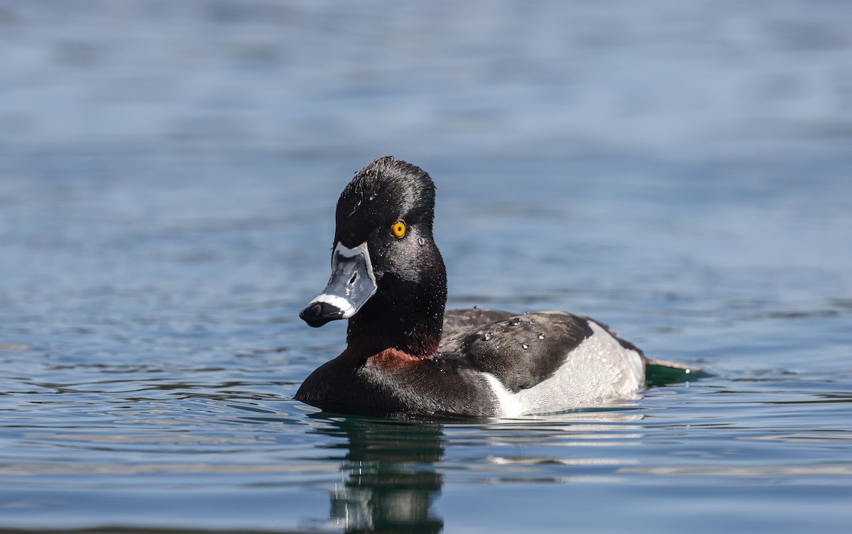 kalypta růžovohlavá - ML541604881