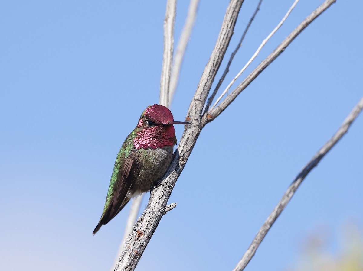 Anna's Hummingbird - ML541604891