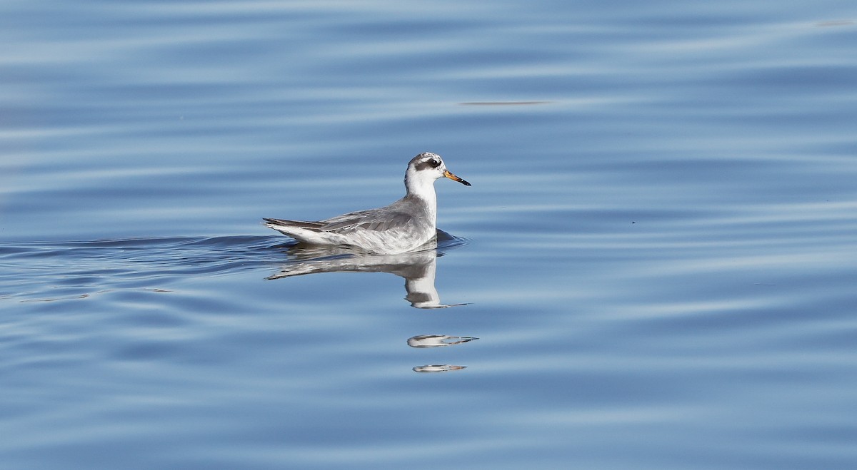 Red Phalarope - Brian Small