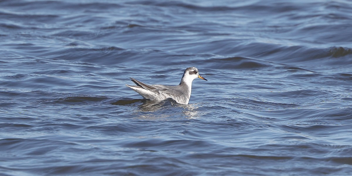 Red Phalarope - Brian Small