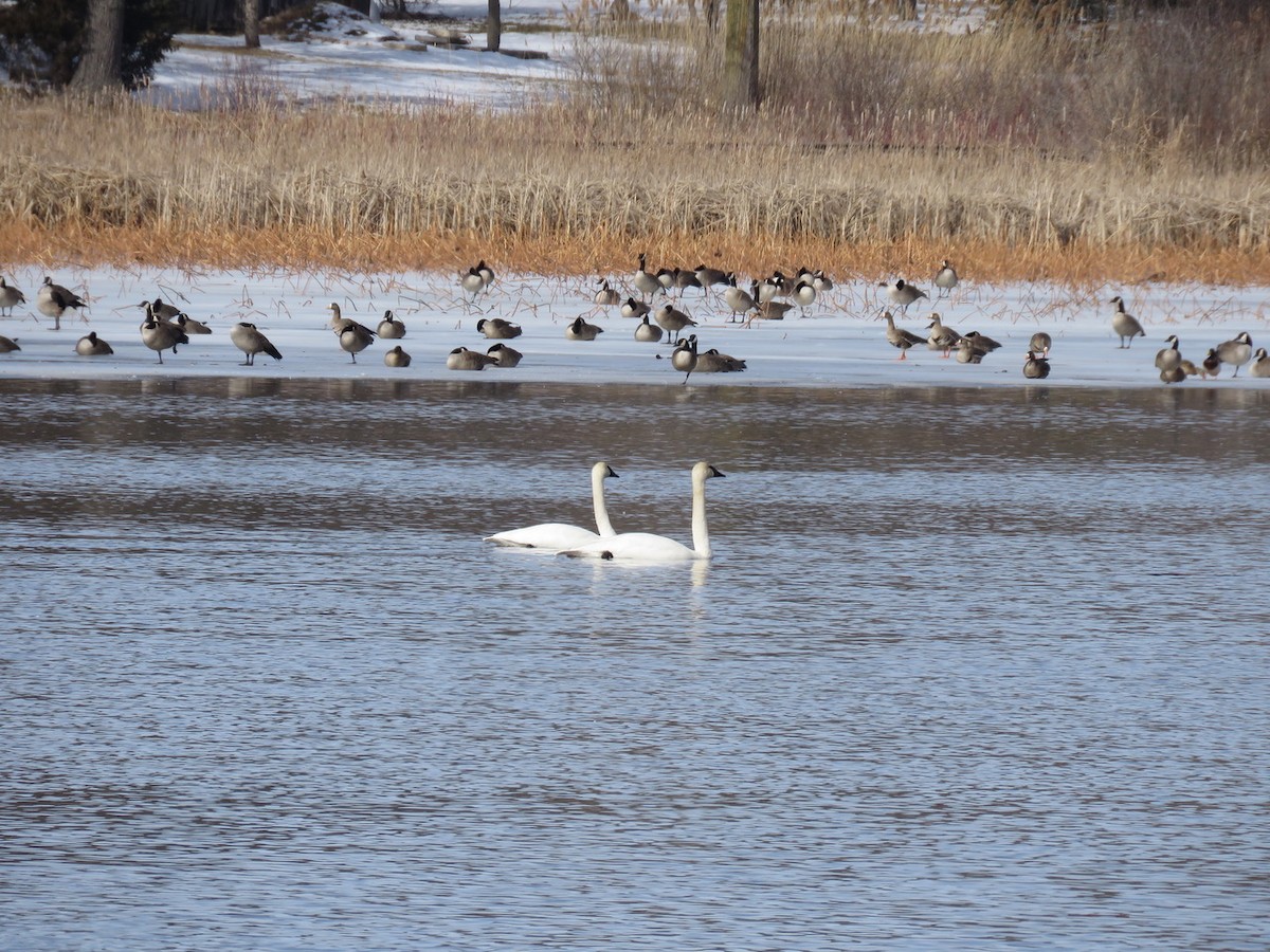 Trumpeter Swan - ML541606301