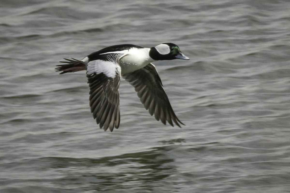 Bufflehead - ML541606371