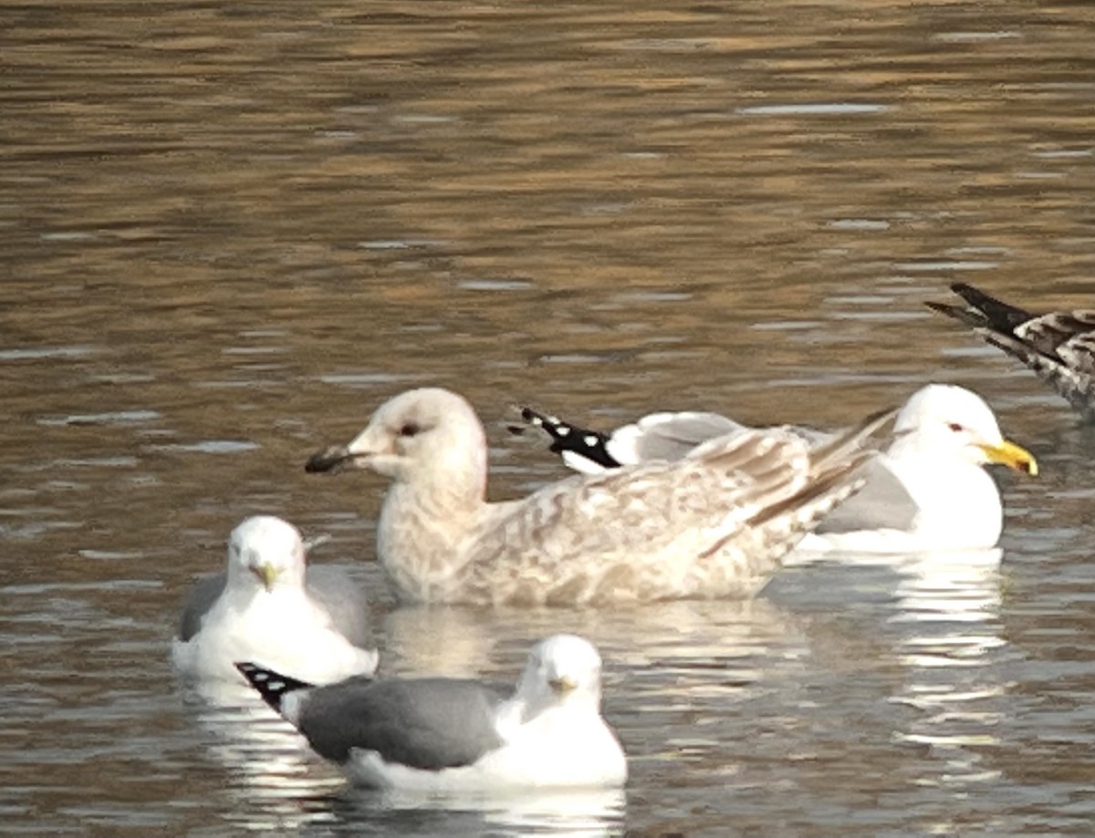 Gaviota Groenlandesa (thayeri) - ML541606491