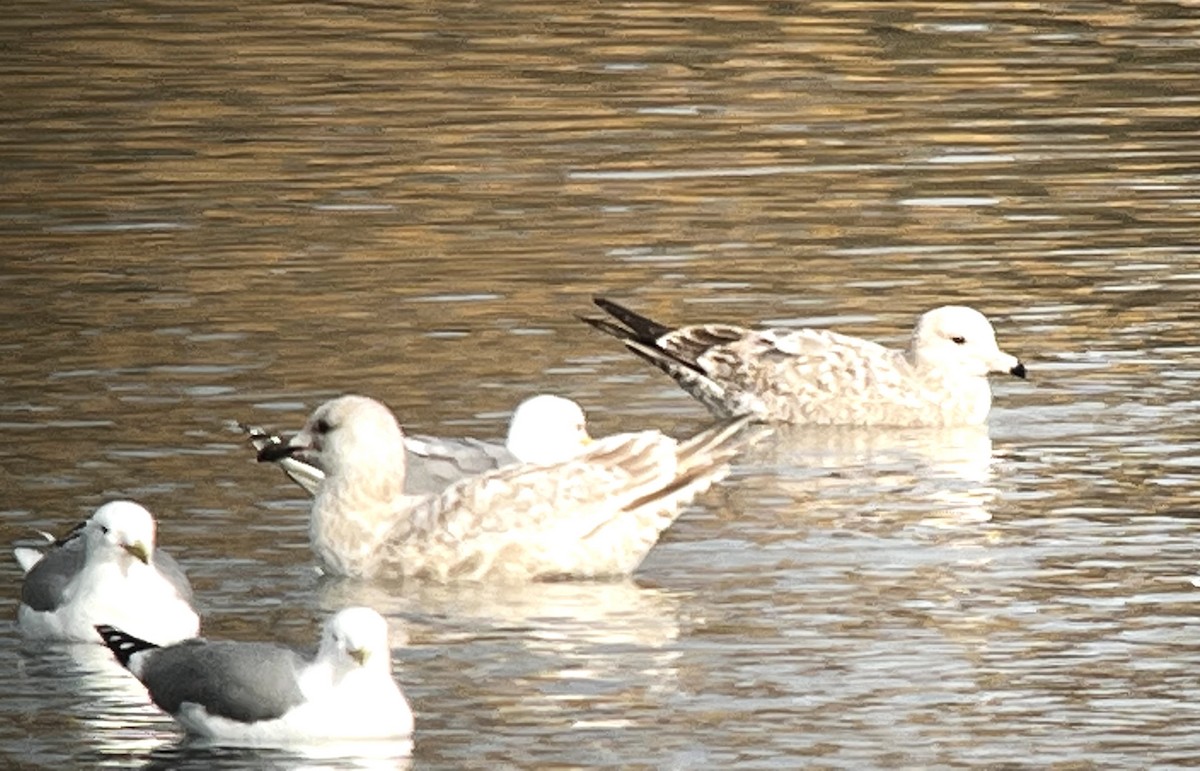 Iceland Gull (Thayer's) - ML541606501