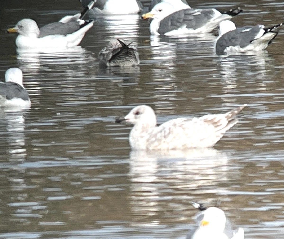 Iceland Gull (Thayer's) - ML541606511