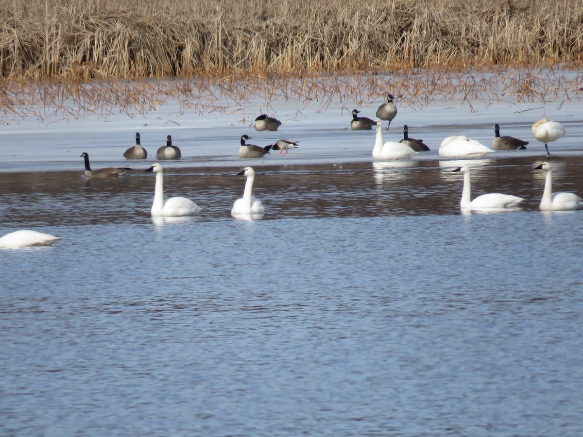 Tundra Swan - ML541606821