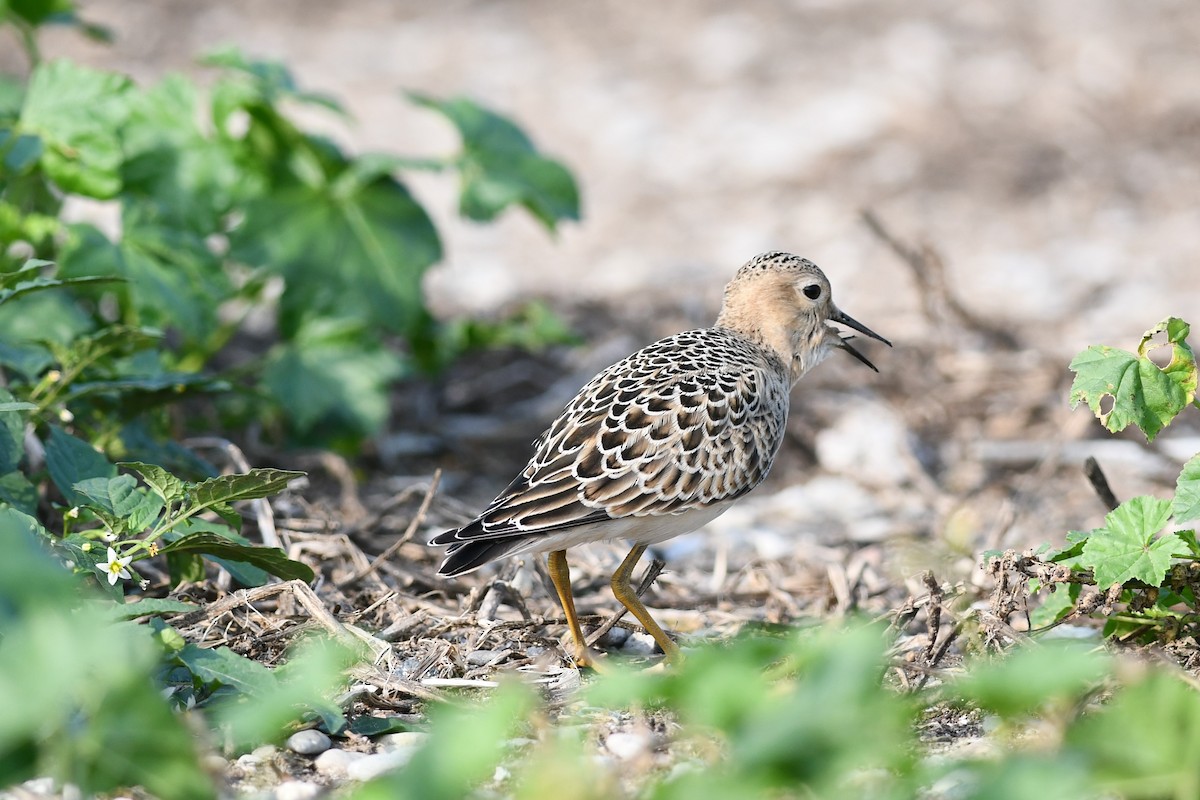 Buff-breasted Sandpiper - ML541607531