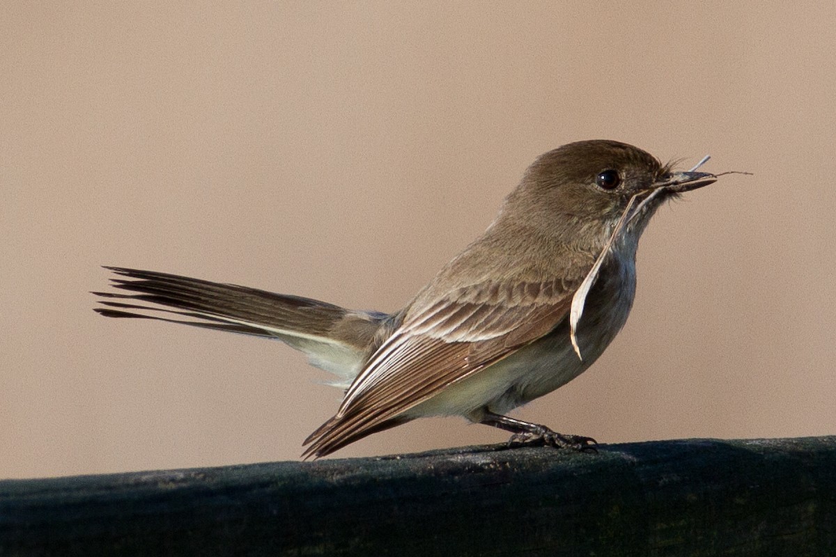 Eastern Phoebe - ML54160821