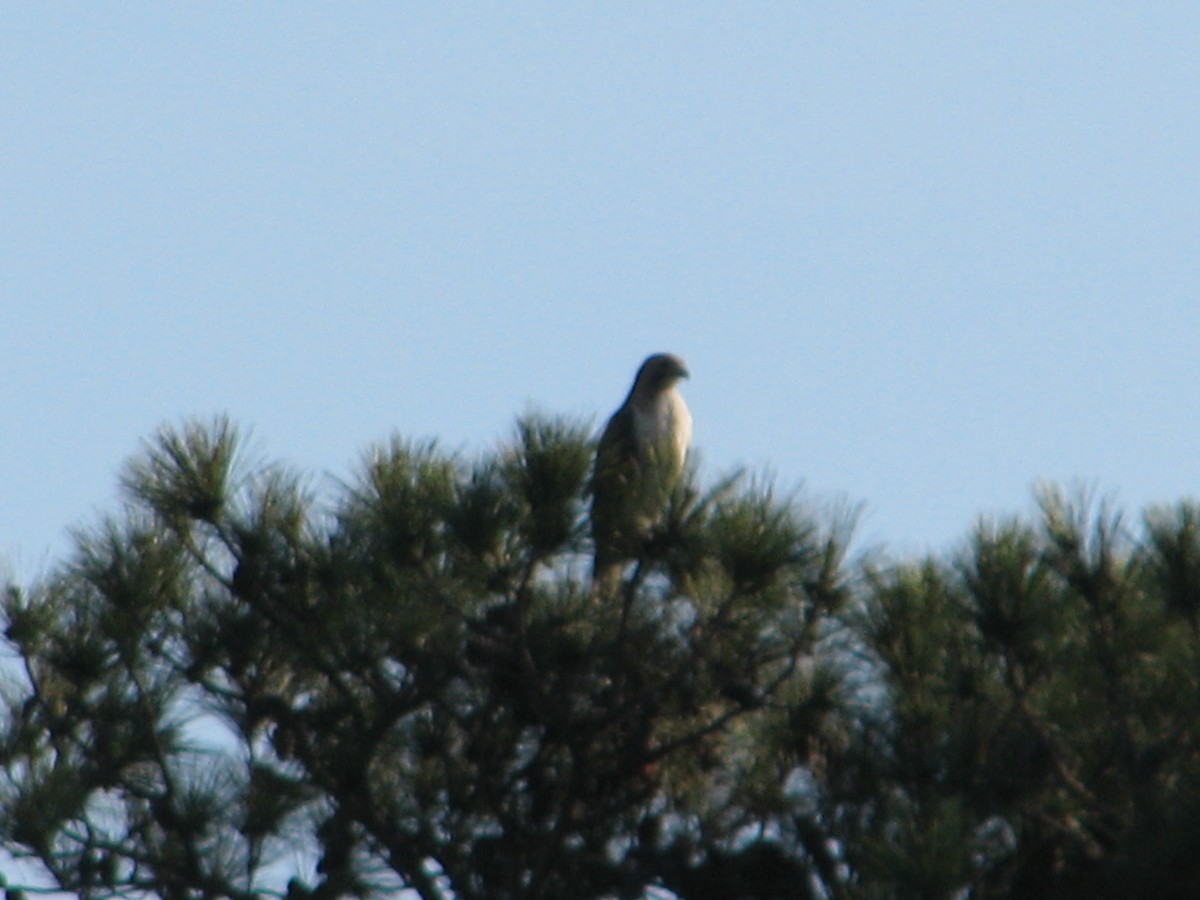 Red-tailed Hawk - ML54160901