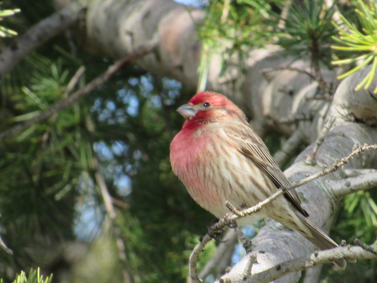 House Finch - ML541609391