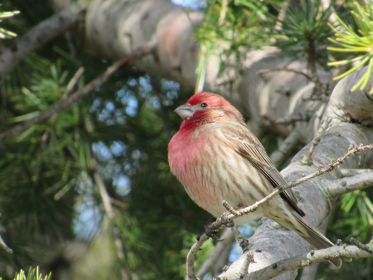House Finch - ML541609401