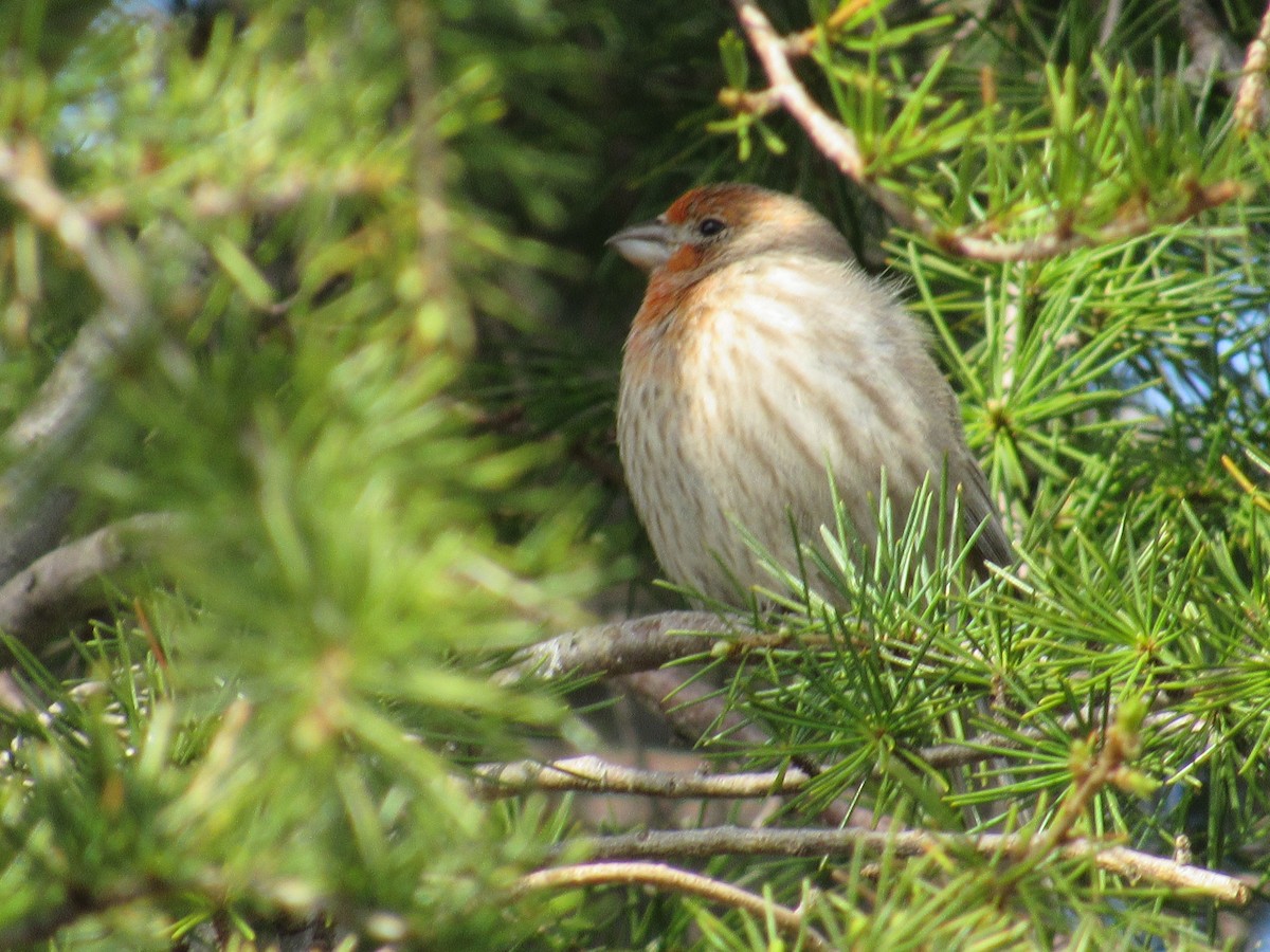 House Finch - ML541609411