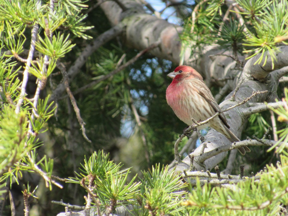 House Finch - ML541609421
