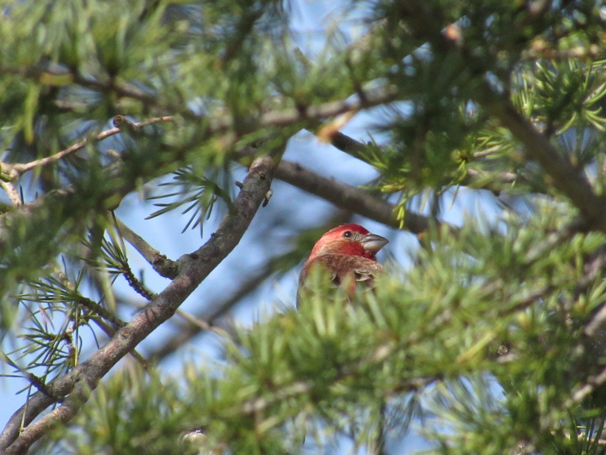 House Finch - ML541609431