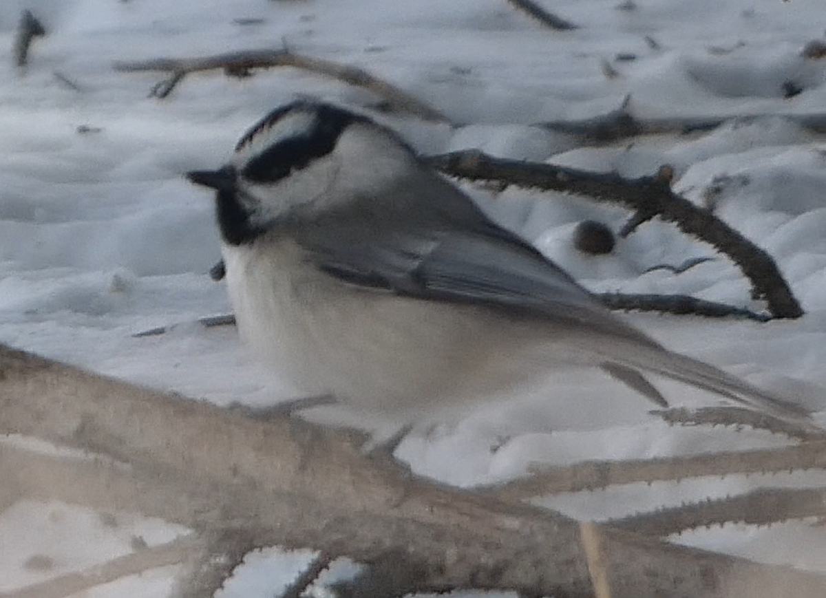 Mountain Chickadee - ML541610561