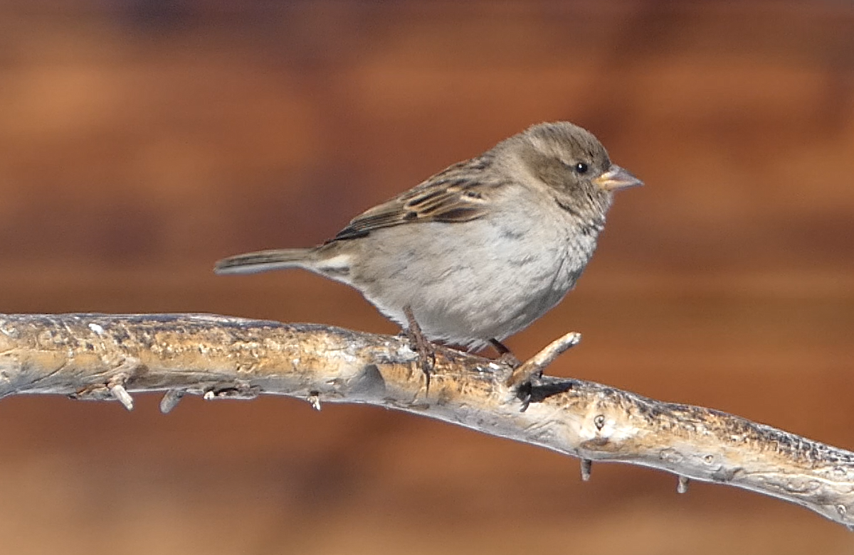 House Sparrow - ML541610851