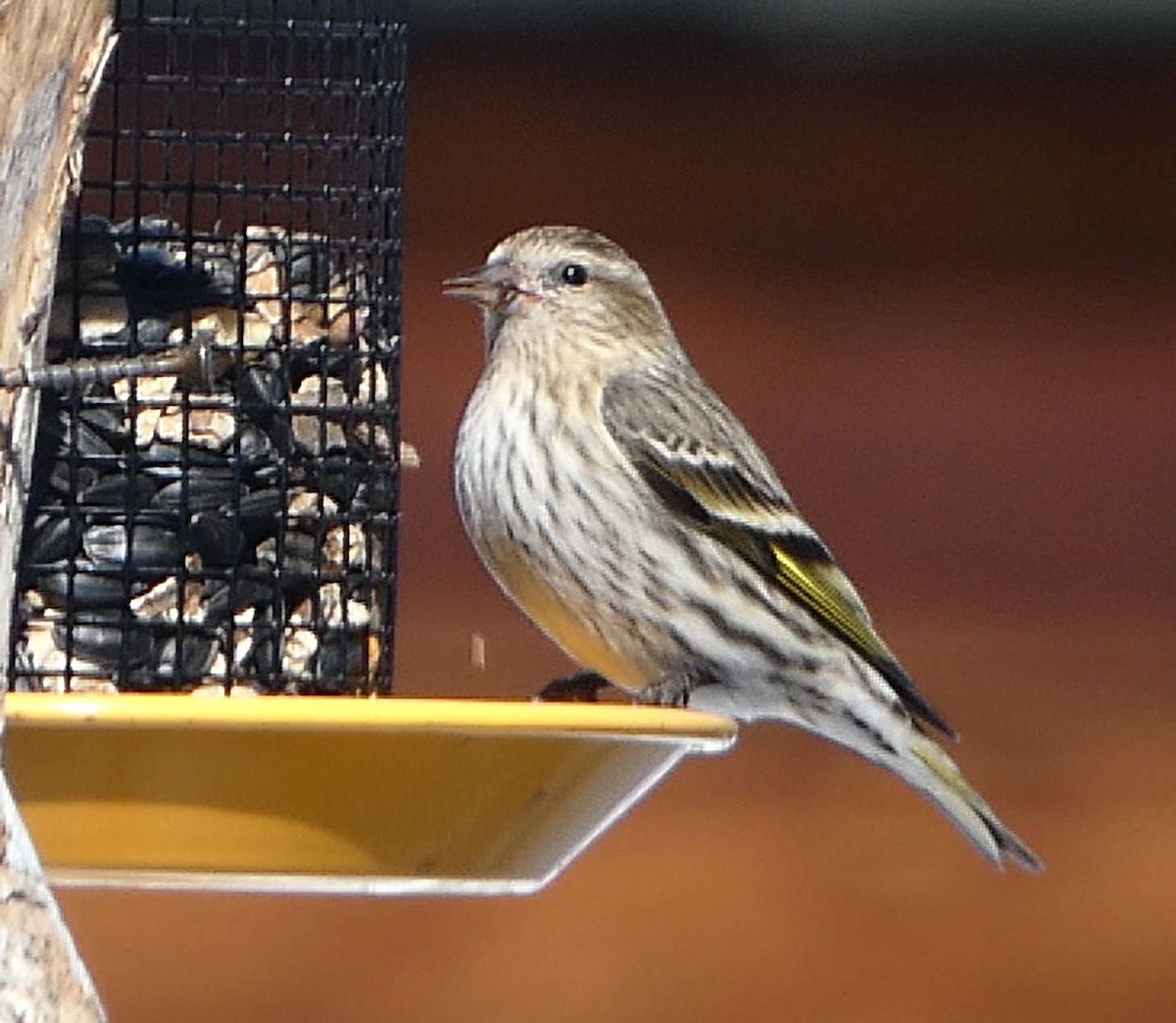 Pine Siskin - ML541611041