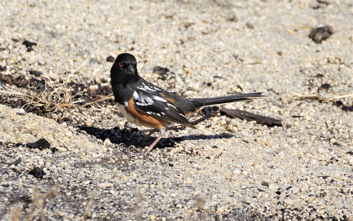 Spotted Towhee - ML541611751