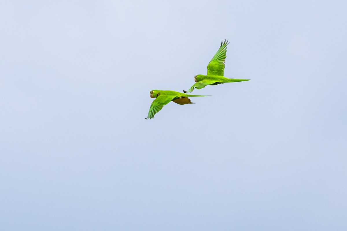 White-eyed Parakeet - ML541612721