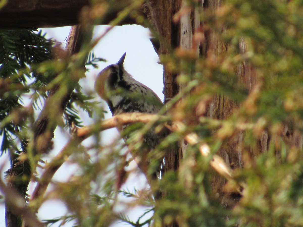 Nuttall's Woodpecker - ML541613411