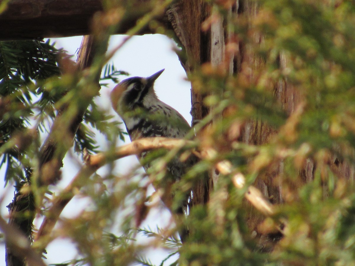 Nuttall's Woodpecker - ML541613421