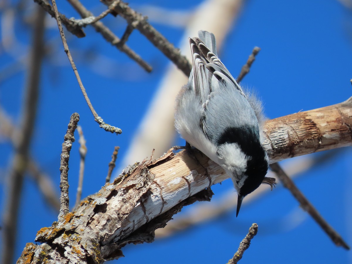 White-breasted Nuthatch - ML541614001