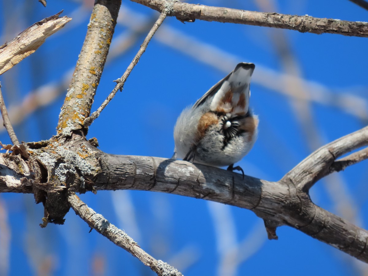 White-breasted Nuthatch - ML541614021