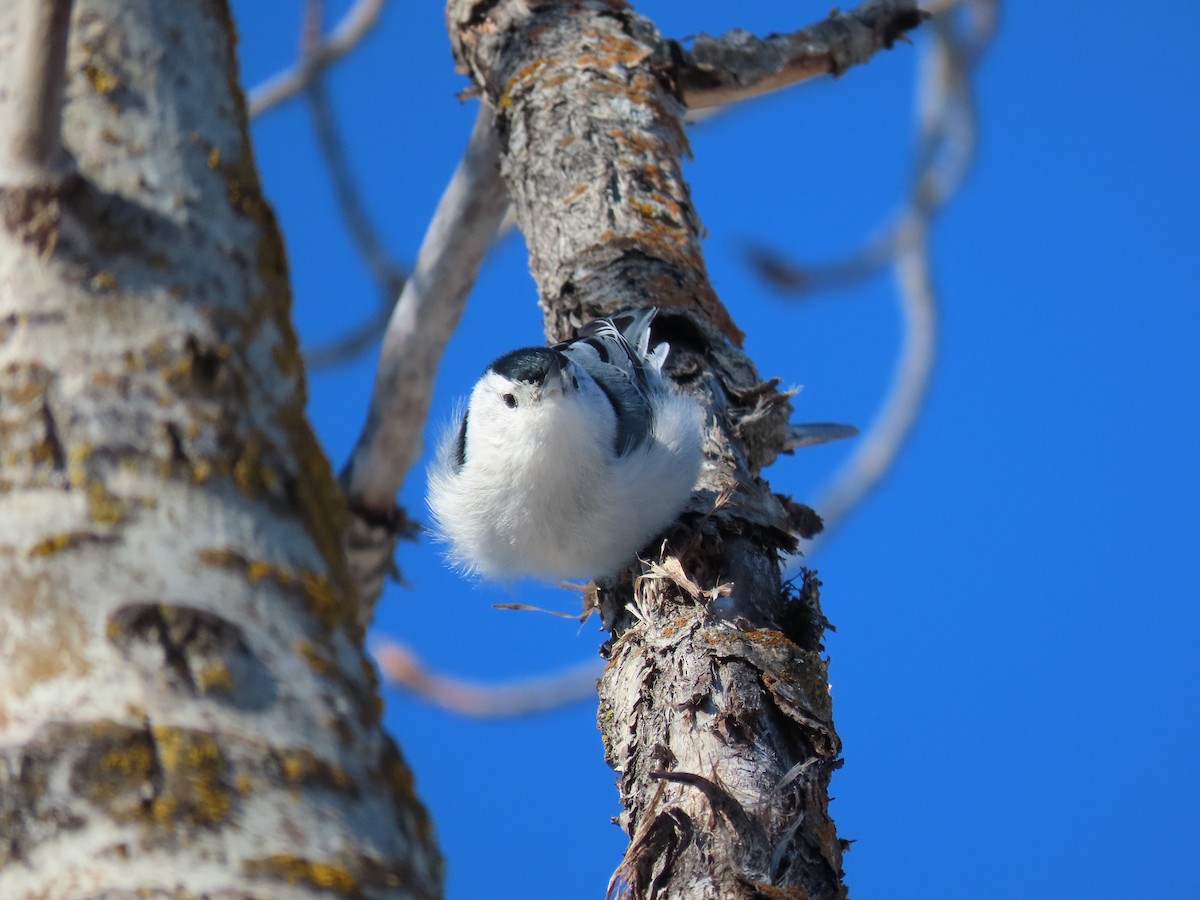 White-breasted Nuthatch - ML541614081
