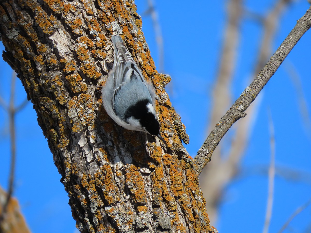 White-breasted Nuthatch - ML541614121