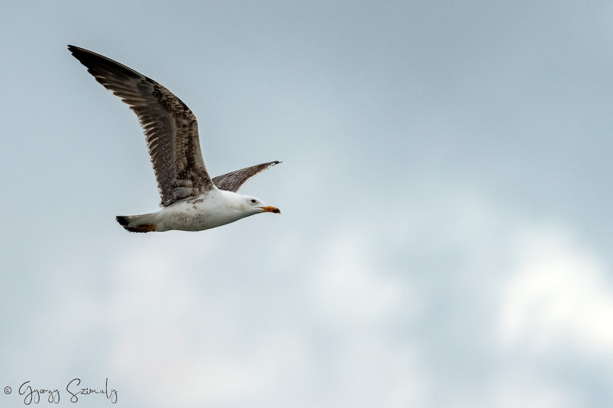 Lesser Black-backed Gull (graellsii) - ML541614161