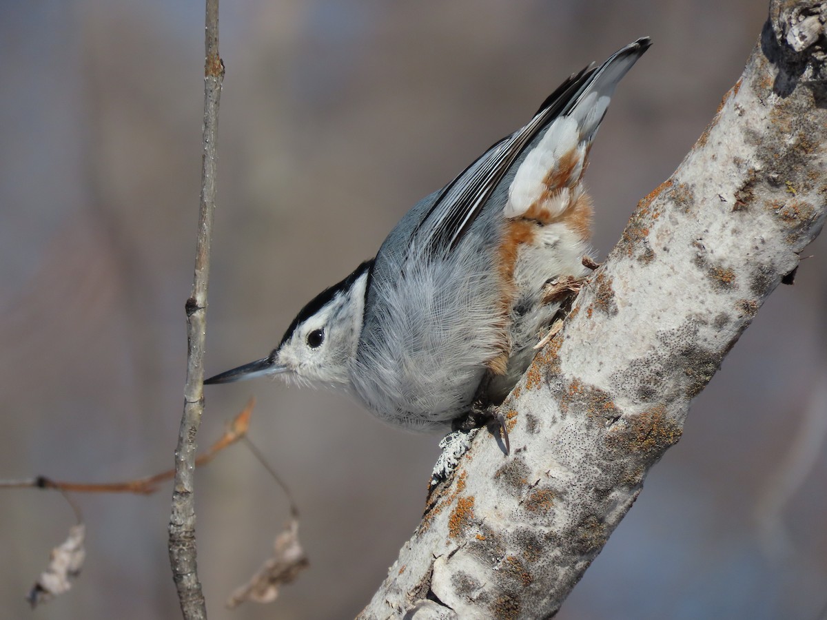 White-breasted Nuthatch - ML541614241
