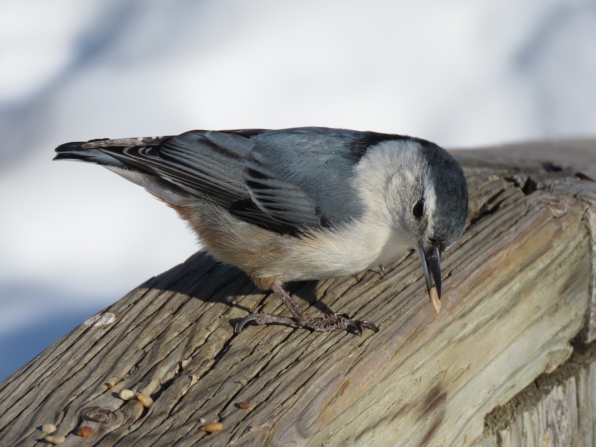 White-breasted Nuthatch - ML541614531