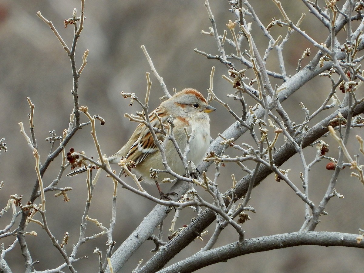 American Tree Sparrow - ML541615141
