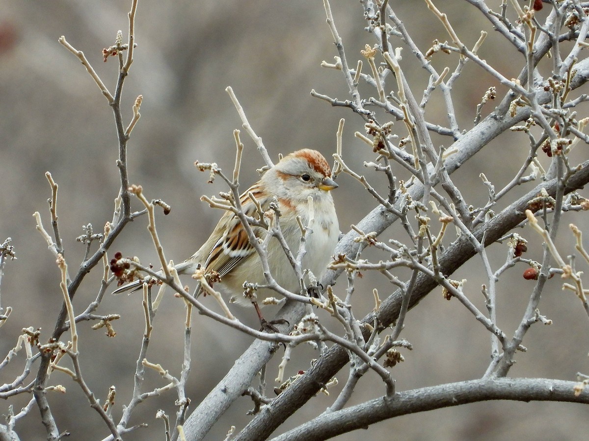 American Tree Sparrow - ML541615171