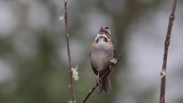 Rufous-collared Sparrow (Rufous-collared) - ML541617041