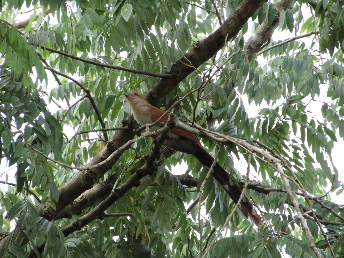 Squirrel Cuckoo - Iza Alencar
