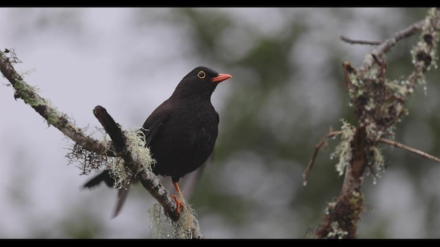 Great Thrush - ML541618591