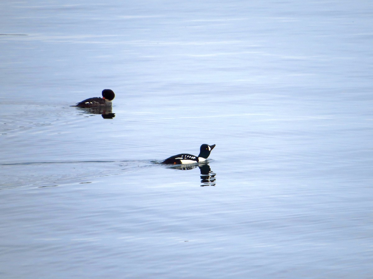 Barrow's Goldeneye - ML541618911