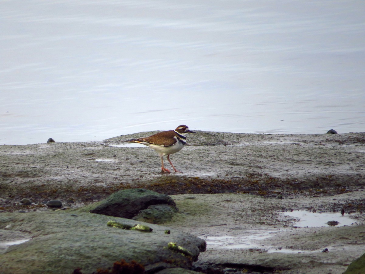 Killdeer - ML541618961