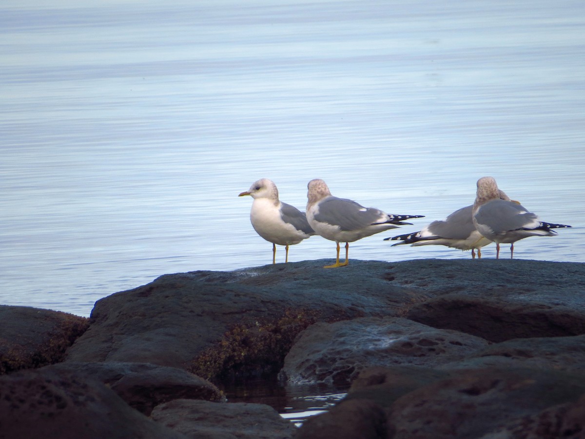 Short-billed Gull - ML541619091
