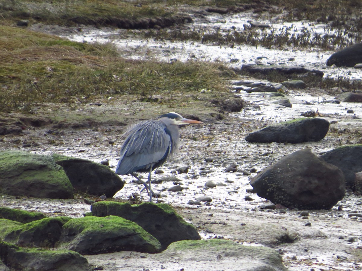 Great Blue Heron - ML541619221